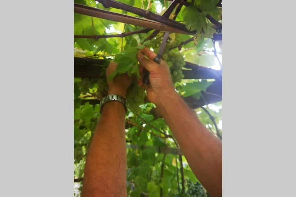 Domaine Vinodolsun Zwei Villen, Ein Grundstueck Und Platz Fuer Bis Zu 20 Personen Bribir  0*, Bribir (Primorje-Gorski Kotar)